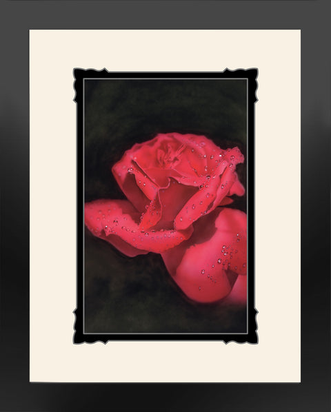 So Red The Rose